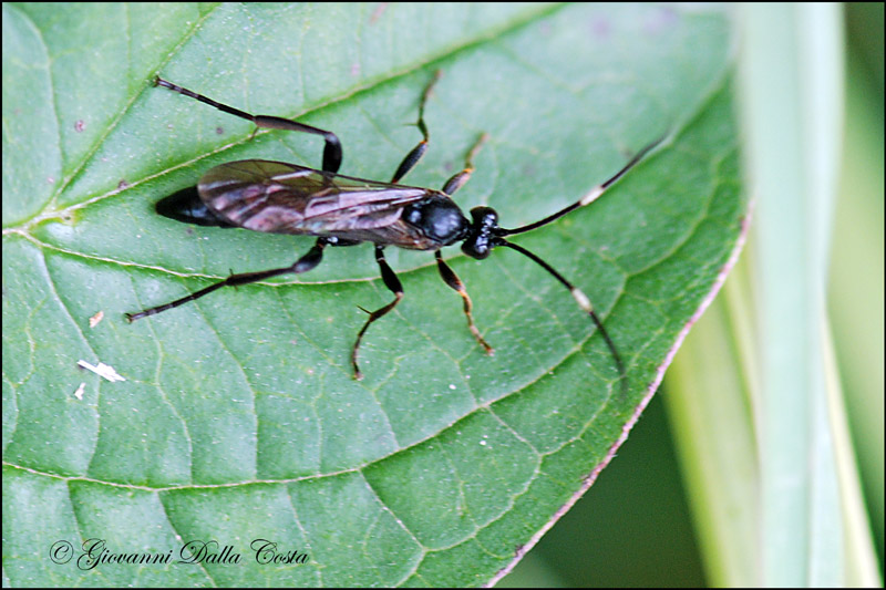 Ichneumonidae